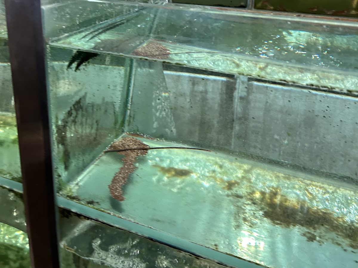 Well Season | Dim Sum Seafood